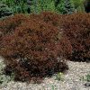 Ninebark Summer Wine #5 - Image 3